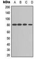 PKC alpha Rabbit Polyclonal Antibody