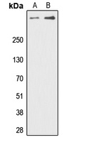 DNA-PKcs (Phospho-T2647) Rabbit Polyclonal Antibody