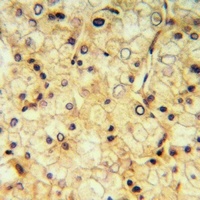 GPR73a Rabbit Polyclonal Antibody