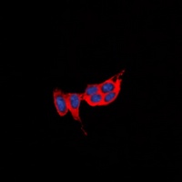 GPR73a Rabbit Polyclonal Antibody