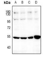 SOX9 Rabbit Polyclonal Antibody