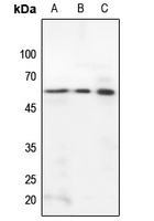 STAM2 Rabbit Polyclonal Antibody