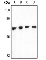 TAO1 Rabbit Polyclonal Antibody