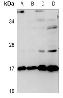 TNFAIP8L2 Rabbit Polyclonal Antibody