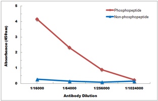 p53 (Phospho-S6) Rabbit Polyclonal Antibody