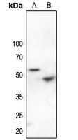 p53 (Phospho-S9) Rabbit Polyclonal Antibody
