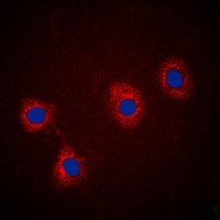 VAV2 (Phospho-Y142) Rabbit Polyclonal Antibody