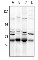 NIPA Rabbit Polyclonal Antibody