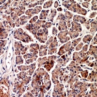 CD1d Rabbit Polyclonal Antibody