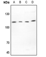EMR2 Rabbit Polyclonal Antibody