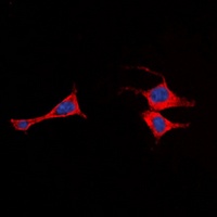 EMR2 Rabbit Polyclonal Antibody