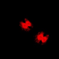 FOXO3 (Phospho-S253) Rabbit Polyclonal Antibody