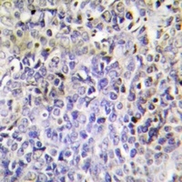 Granzyme K Rabbit Polyclonal Antibody
