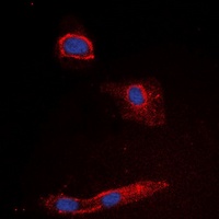 Granzyme K Rabbit Polyclonal Antibody