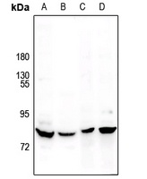MARK Rabbit Polyclonal Antibody