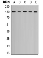 CD31 Rabbit Polyclonal Antibody
