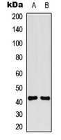 CD264 Rabbit Polyclonal Antibody