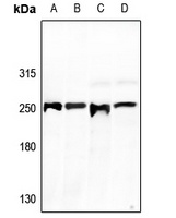 GCP6 Rabbit Polyclonal Antibody