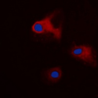 14-3-3 theta/tau (Phospho-S232) Rabbit Polyclonal Antibody