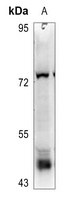 DPF2 Rabbit Polyclonal Antibody