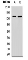 Collagen 19 alpha 1 Rabbit Polyclonal Antibody