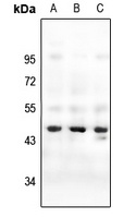 Cone Arrestin Rabbit Polyclonal Antibody