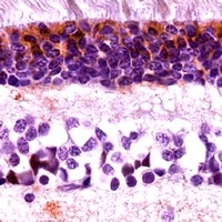 Cone Arrestin Rabbit Polyclonal Antibody