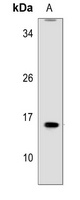 MRPL41 Rabbit Polyclonal Antibody