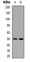 OMGP Rabbit Polyclonal Antibody