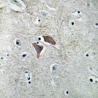 OMGP Rabbit Polyclonal Antibody