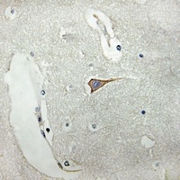 SCN4B Rabbit Polyclonal Antibody