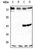 TMBIM4 Rabbit Polyclonal Antibody