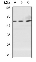 ZNT1 Rabbit Polyclonal Antibody