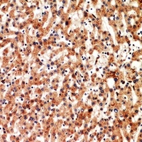 CD3d Rabbit Polyclonal Antibody