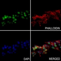 Histone H2A.X (Phospho-S139) Rabbit Polyclonal Antibody