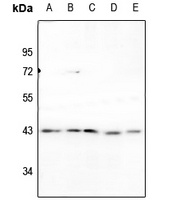 p38 Rabbit Polyclonal Antibody