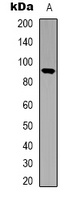STAT5 Rabbit Polyclonal Antibody