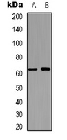 APPBP2 Rabbit Polyclonal Antibody