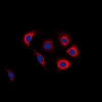 EGFR (Phospho-Y1016) Rabbit Polyclonal Antibody