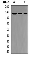 JAK2 Rabbit Polyclonal Antibody