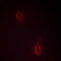 Syndecan 4 Rabbit Polyclonal Antibody
