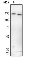 GKAP Rabbit Polyclonal Antibody