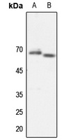 TAF5L Rabbit Polyclonal Antibody