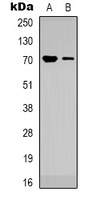 TRIM25 Rabbit Polyclonal Antibody