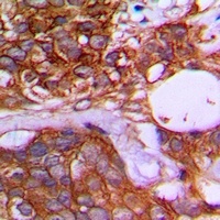 TRIM25 Rabbit Polyclonal Antibody