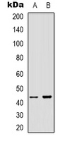 ARMCX3 Rabbit Polyclonal Antibody