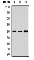 Cytochrome P450 24A1 Rabbit Polyclonal Antibody
