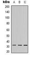 C1QL2 Rabbit Polyclonal Antibody