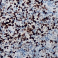 CCNB1IP1 Rabbit Polyclonal Antibody