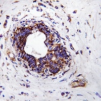 GGH Rabbit Polyclonal Antibody